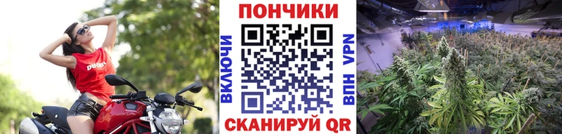 Каннабис THC 21%  блэк спрут ссылки  Элиста  что такое  